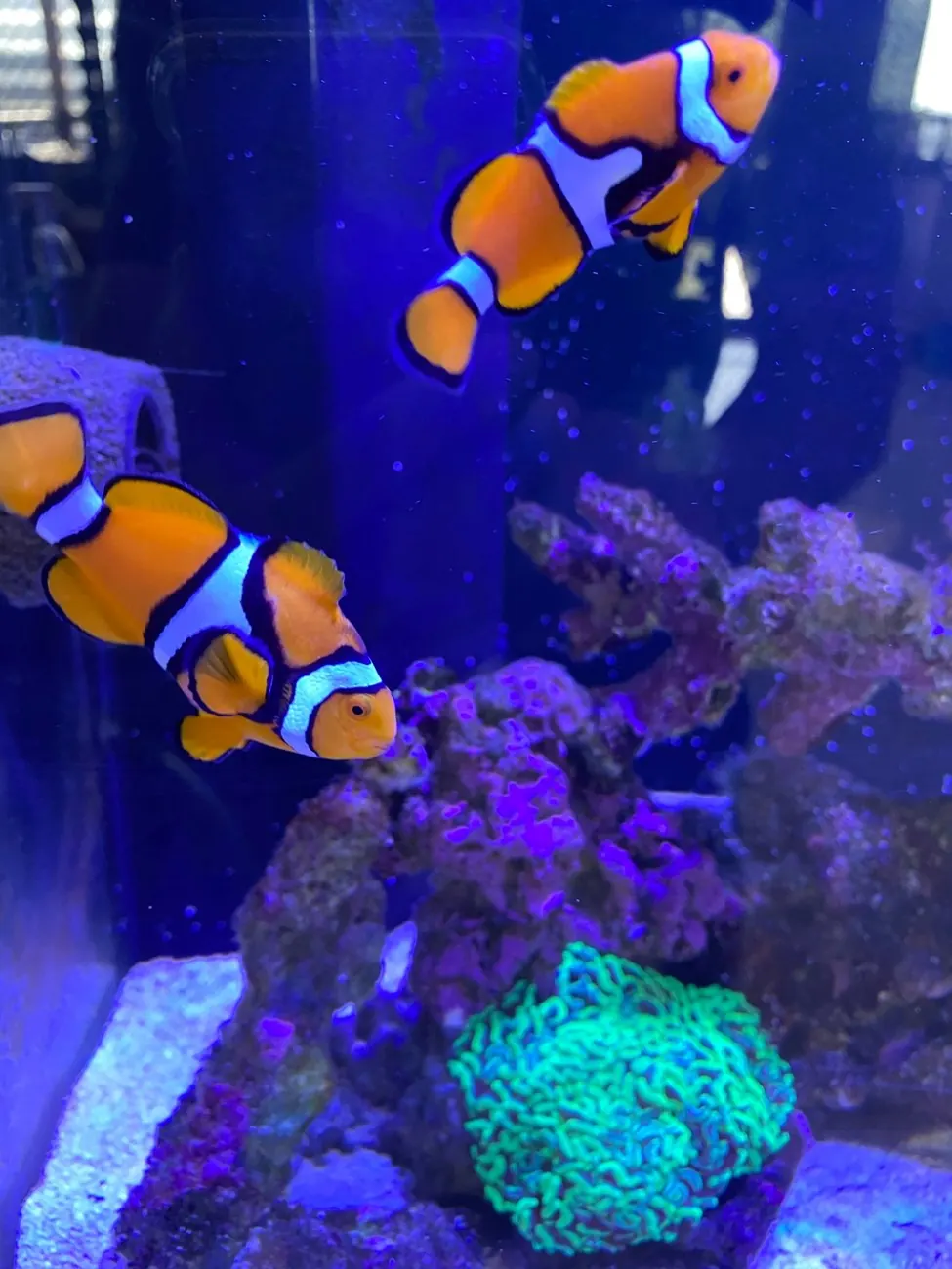 A pair of clownfish in Ben's own marine reef tank