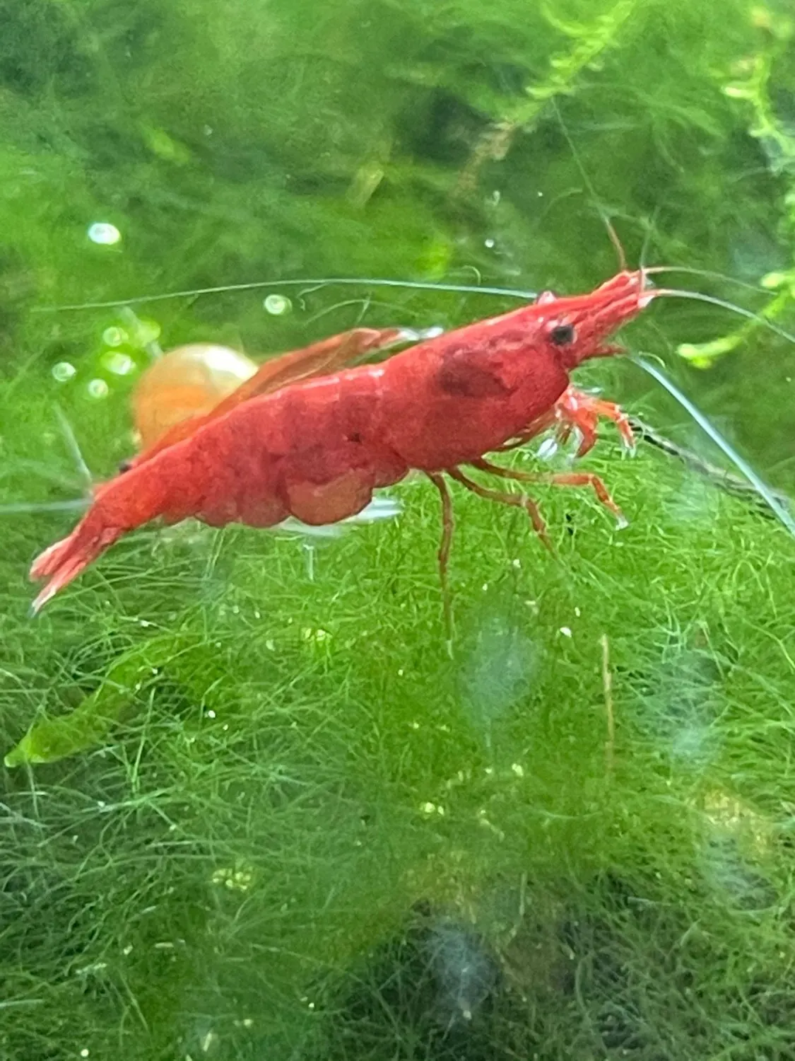 A berried red cherry shrimp on moss in Ben's planted tank