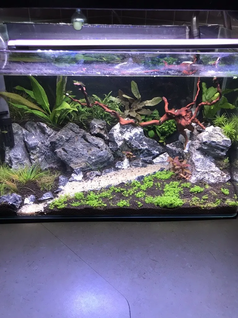 The aquascape freshly planted, sparse foreground