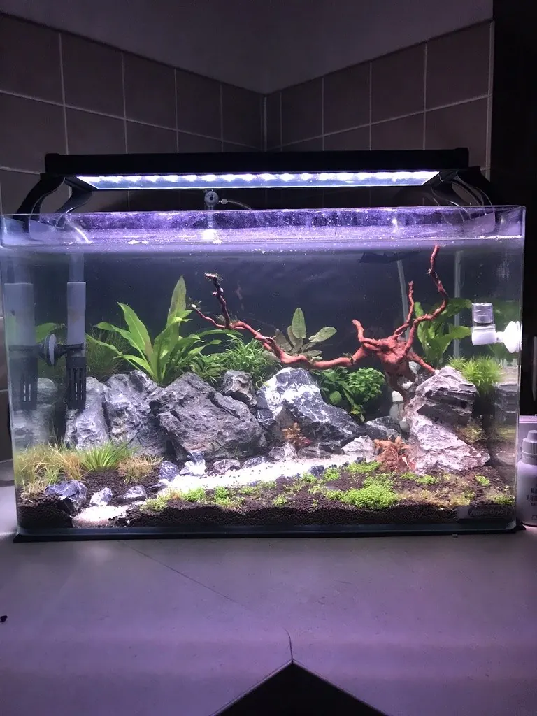 The same aquascape starting to establish