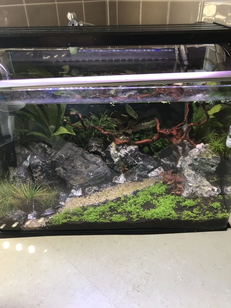 The same aquascape filling out with plant growth