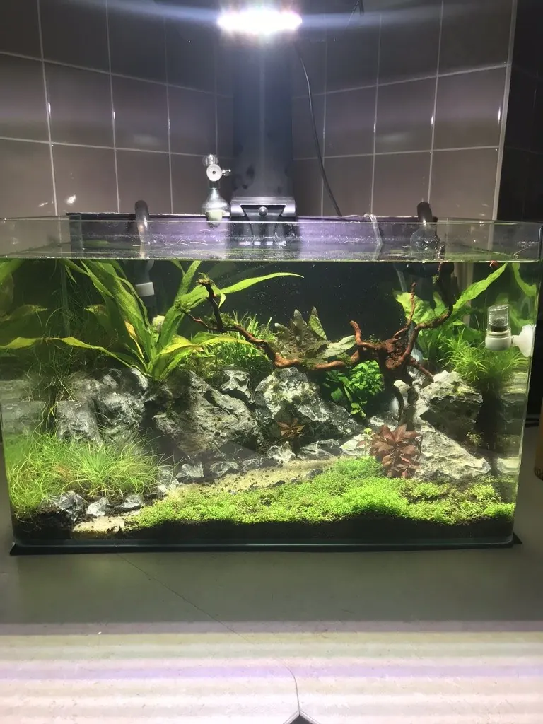 The same aquascape fully grown in with a lush green carpet