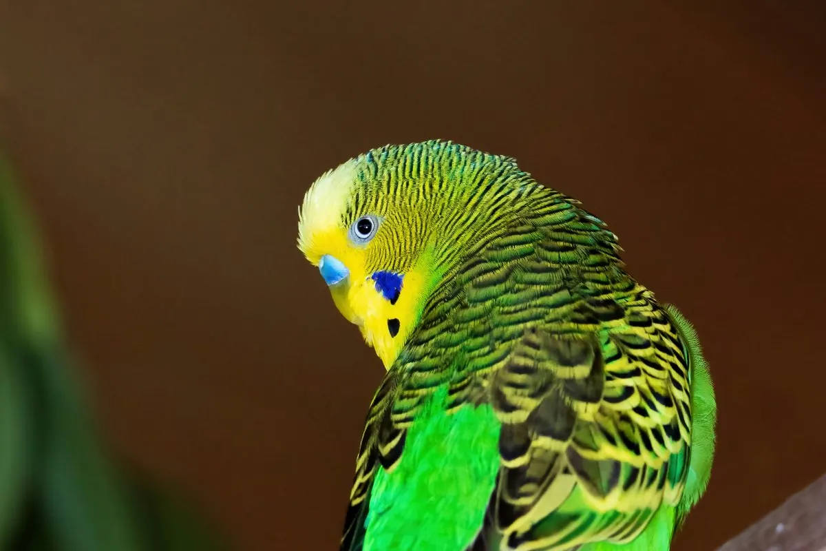A colourful pet bird