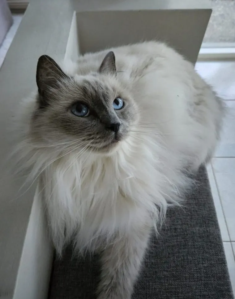 A cat making bright-eyed eye contact
