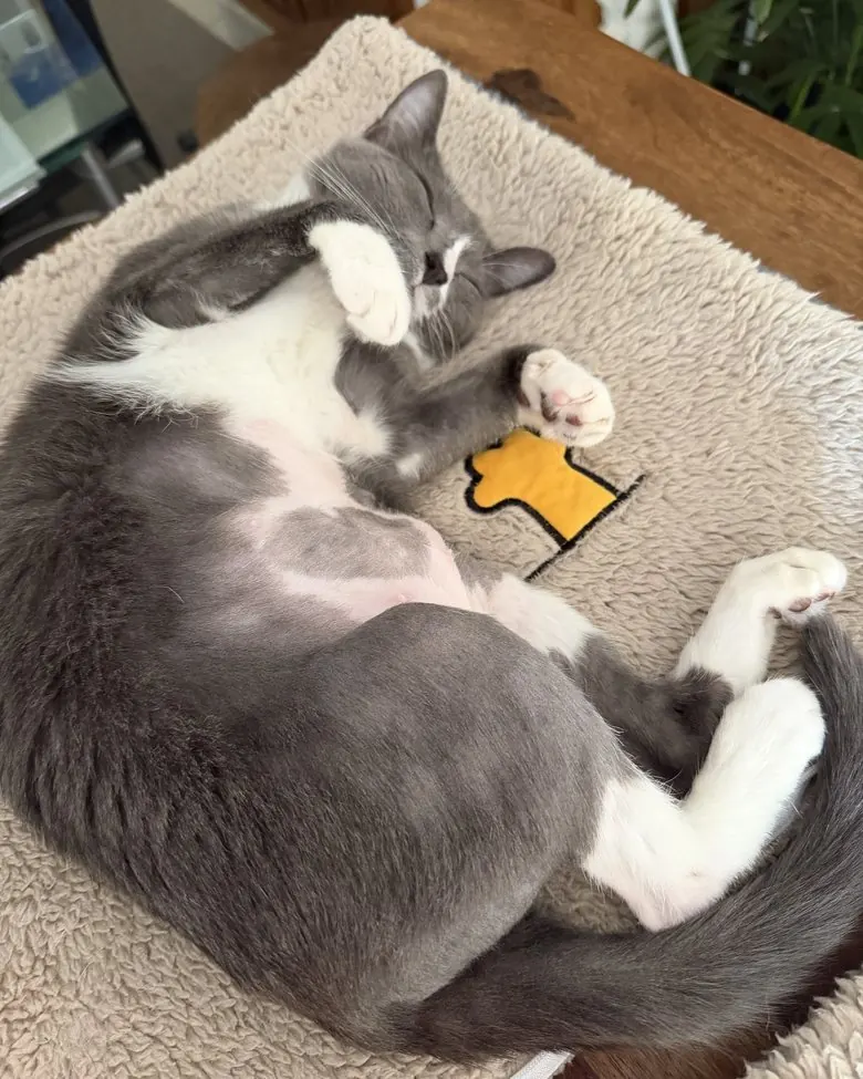 Mitten the cat on her back, belly exposed — a sign of trust