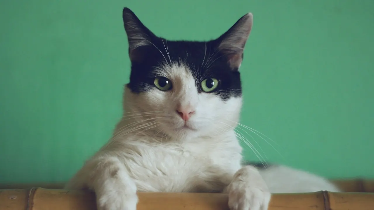 A cat communicating through body language
