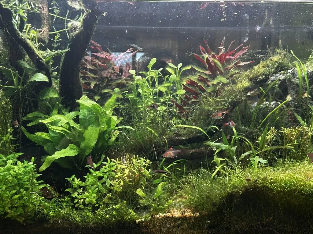 A densely planted, CO2-injected aquascape