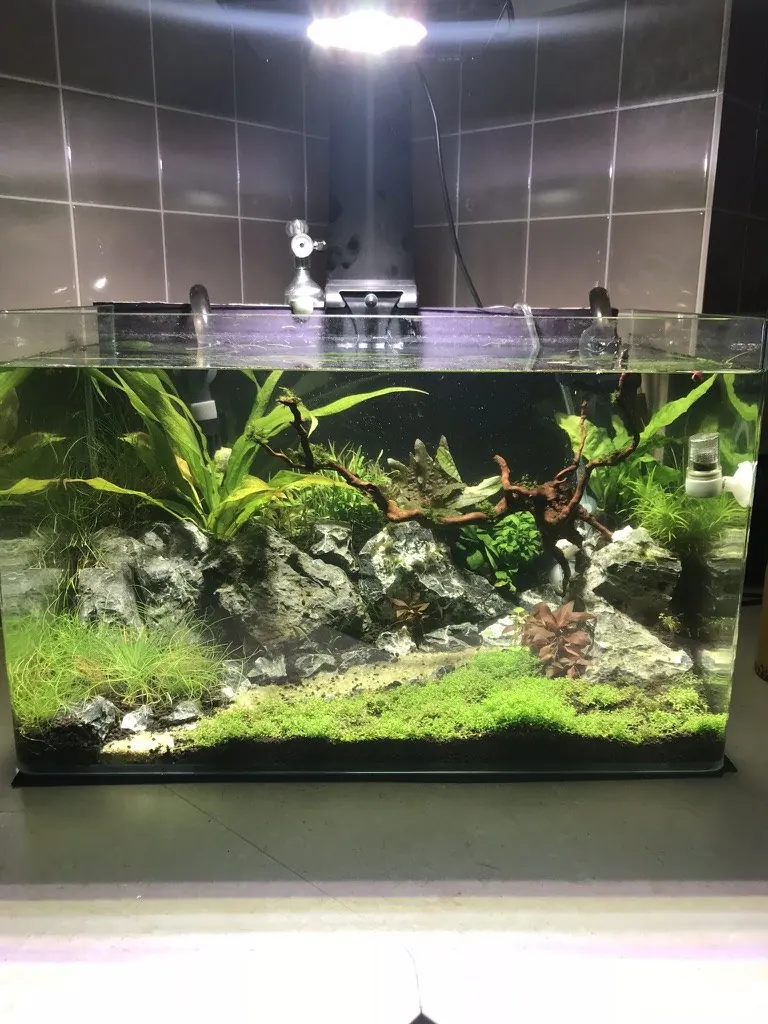 An iwagumi planted aquascape with stone and a foreground carpet