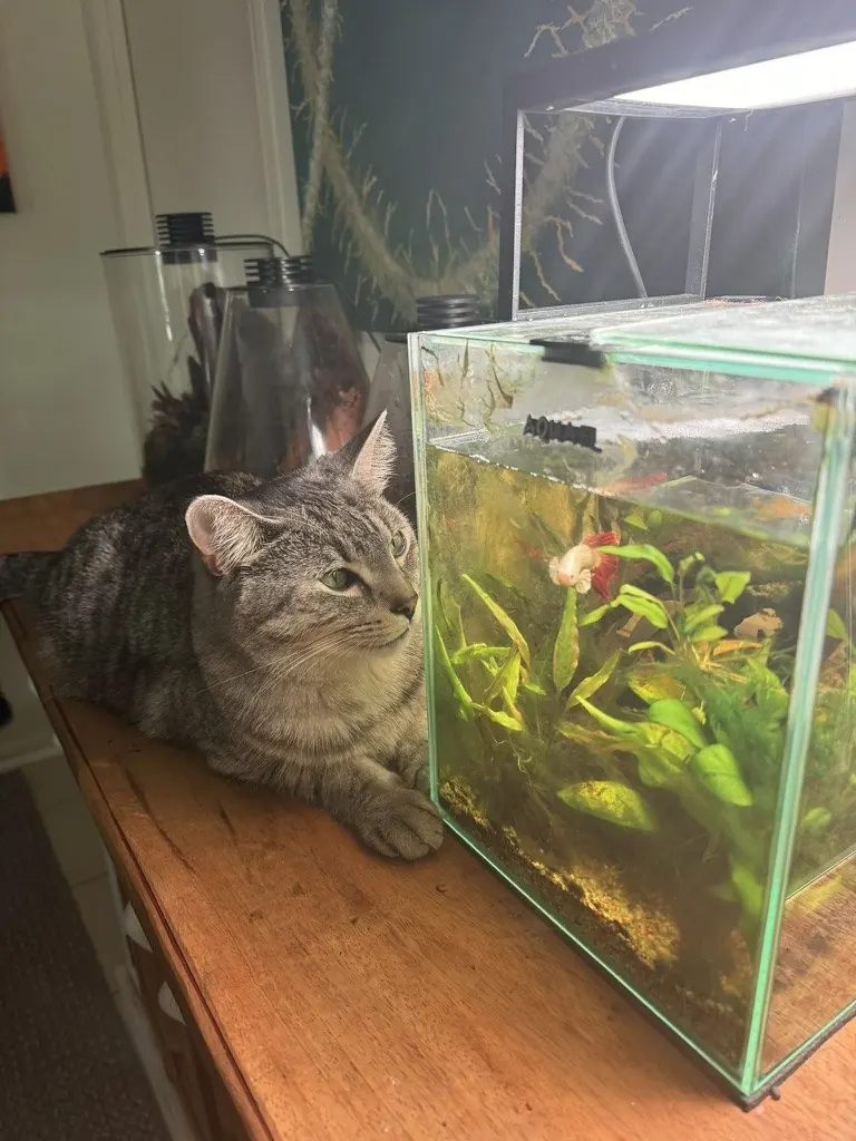 A nano cube planted aquascape with rockwork and fine plants