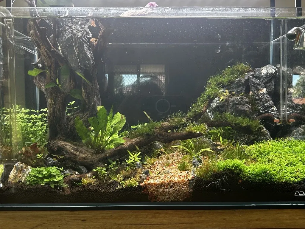 A driftwood planted aquascape with moss and stem plants