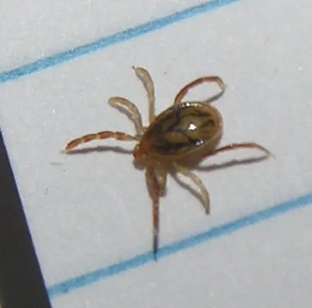 A close-up of an Australian paralysis tick (Ixodes holocyclus) on lined paper for scale
