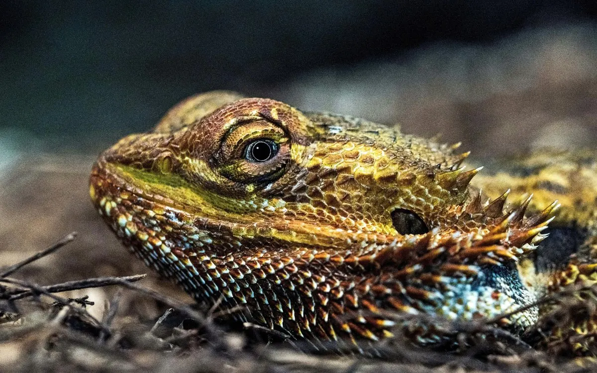 A bearded dragon