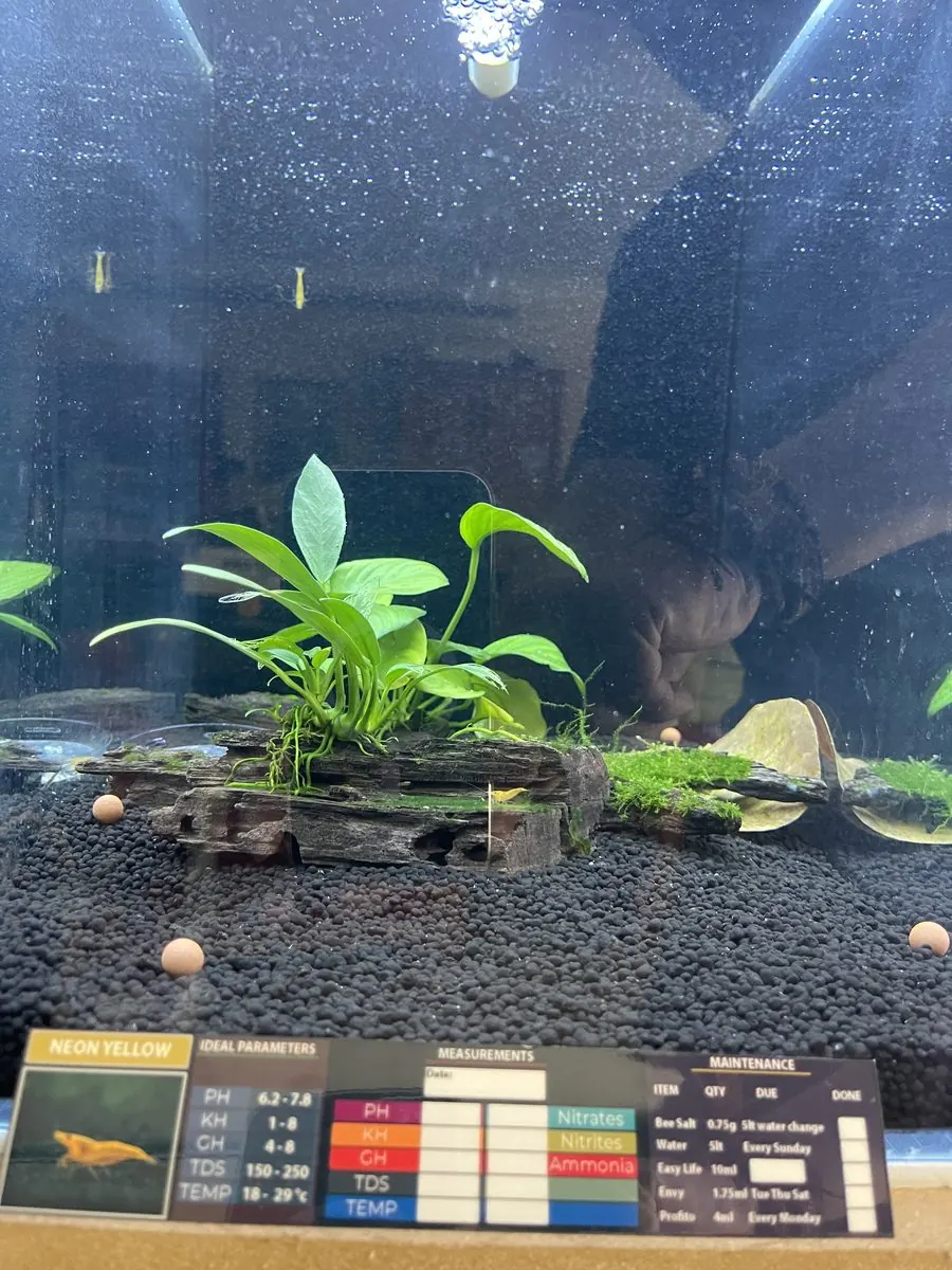 Neon Yellow neocaridina shrimp