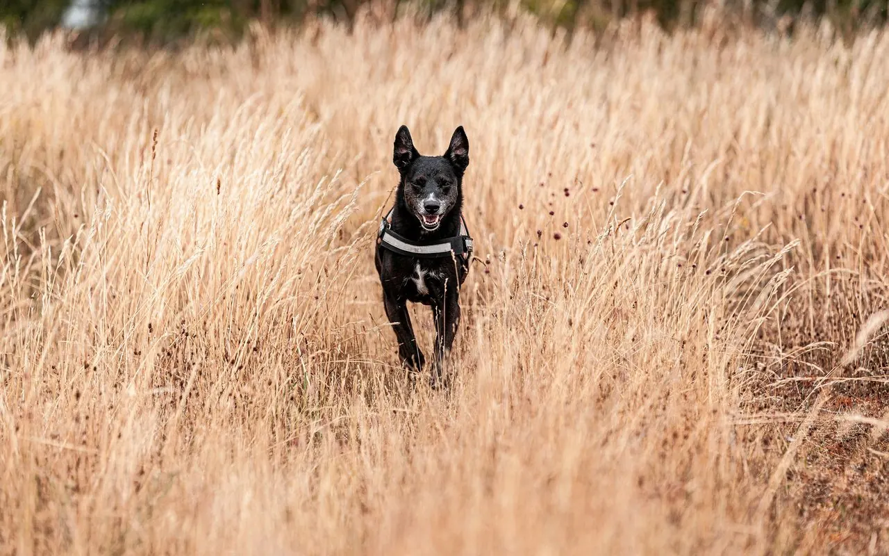 A dog outdoors, where daily tick checks matter
