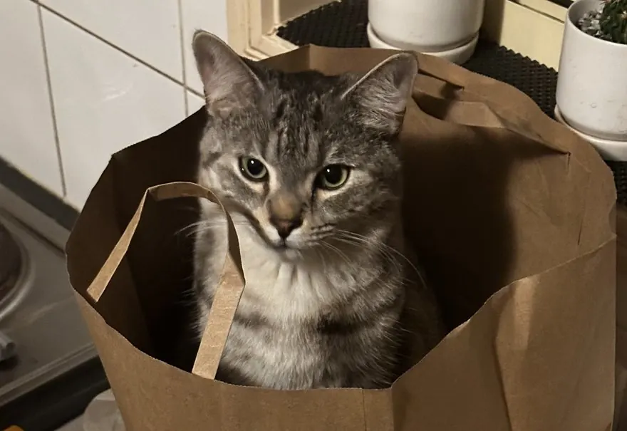 Bruno, a grey tabby cat