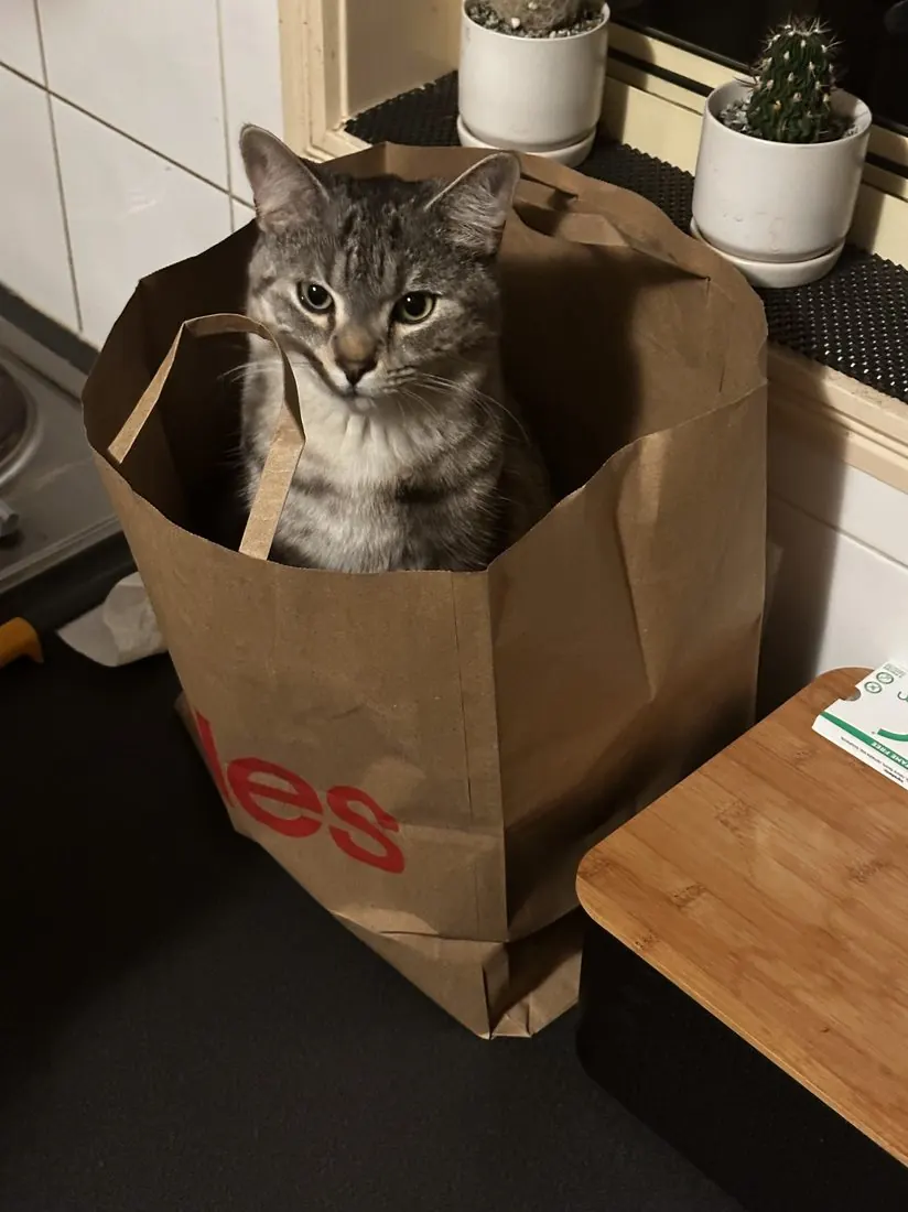 A cat settled at home during a feeding visit