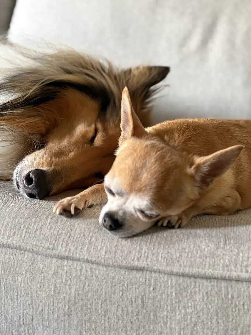 Two happy dogs together