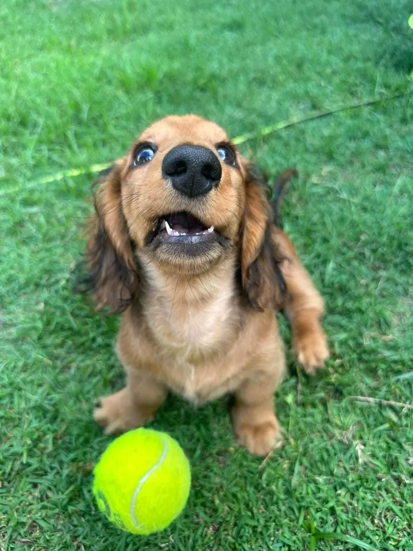 A happy dog ready to play with a ball