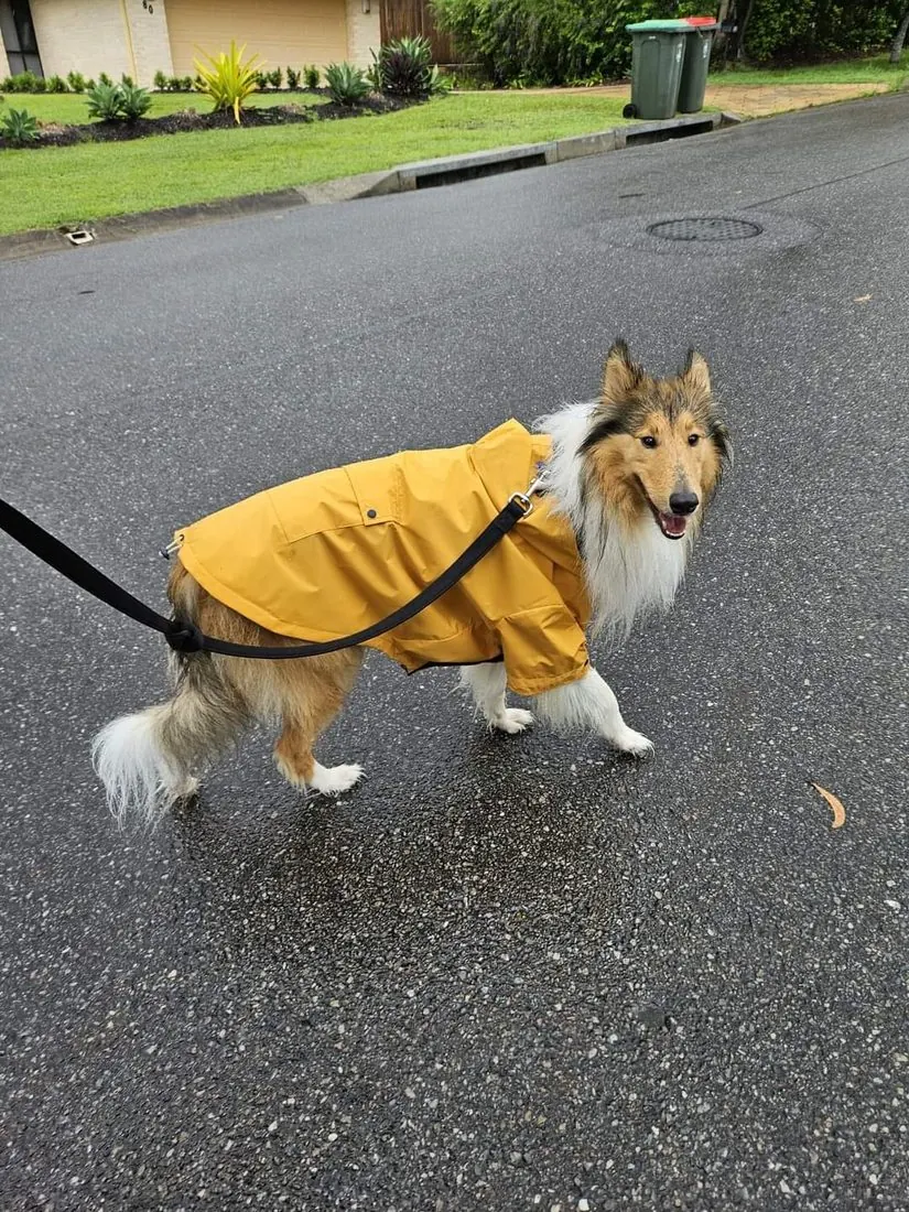 A dog out on a lead for a one-on-one walk