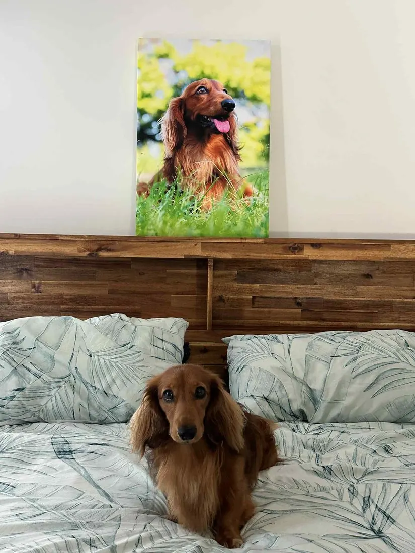 A dog settled comfortably at home