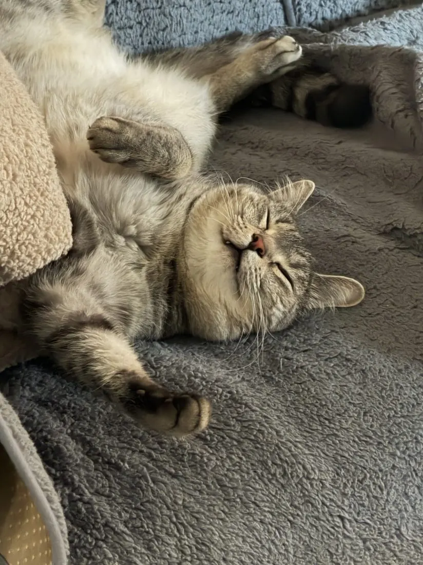 A relaxed cat rolling over, completely at ease
