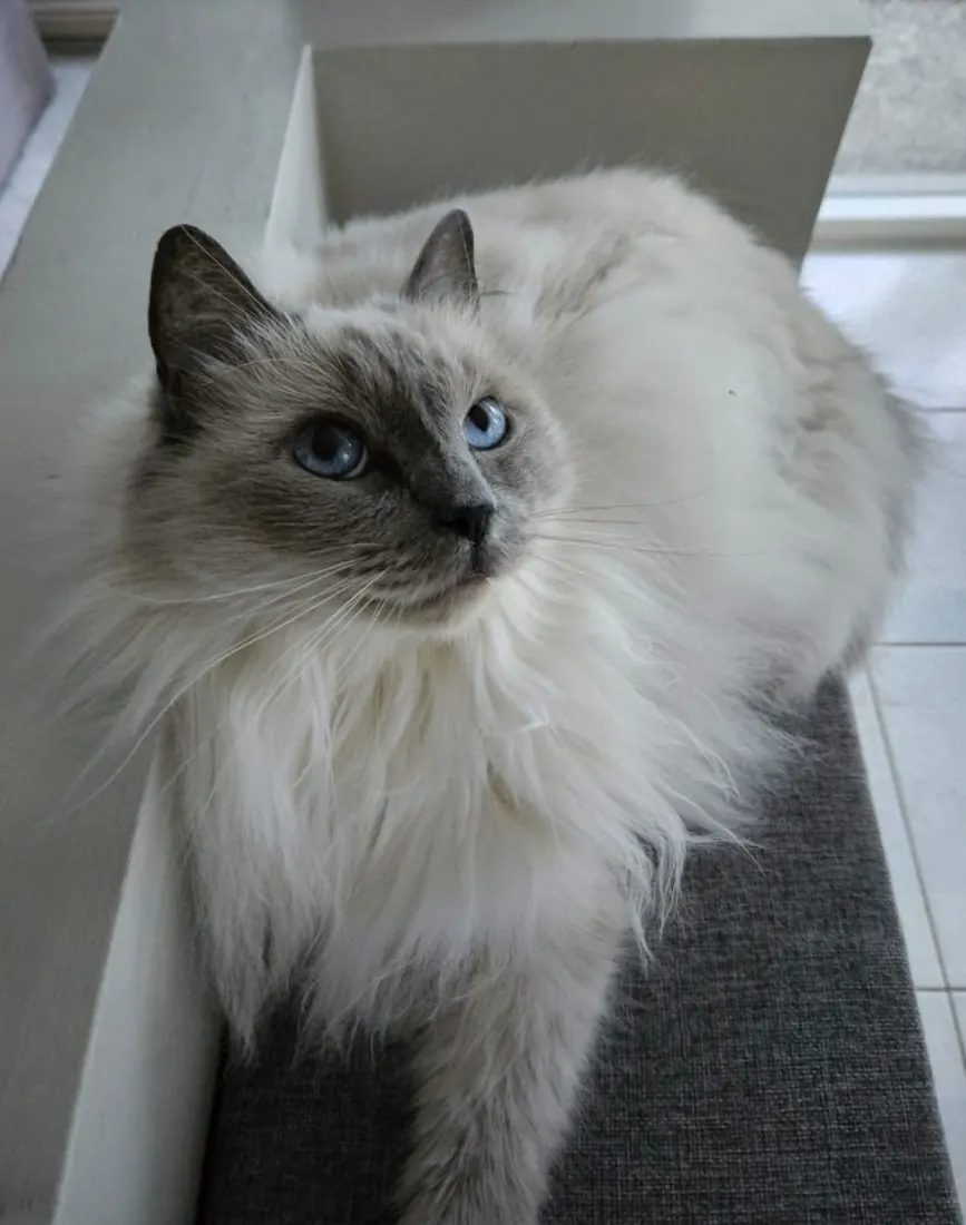 An alert, bright-eyed cat looking up