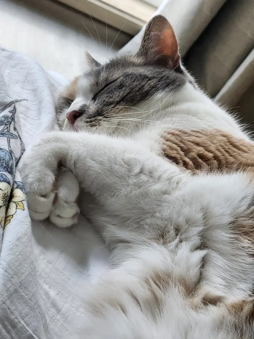 A cat rubbing its cheek against soft bedding, scent-marking