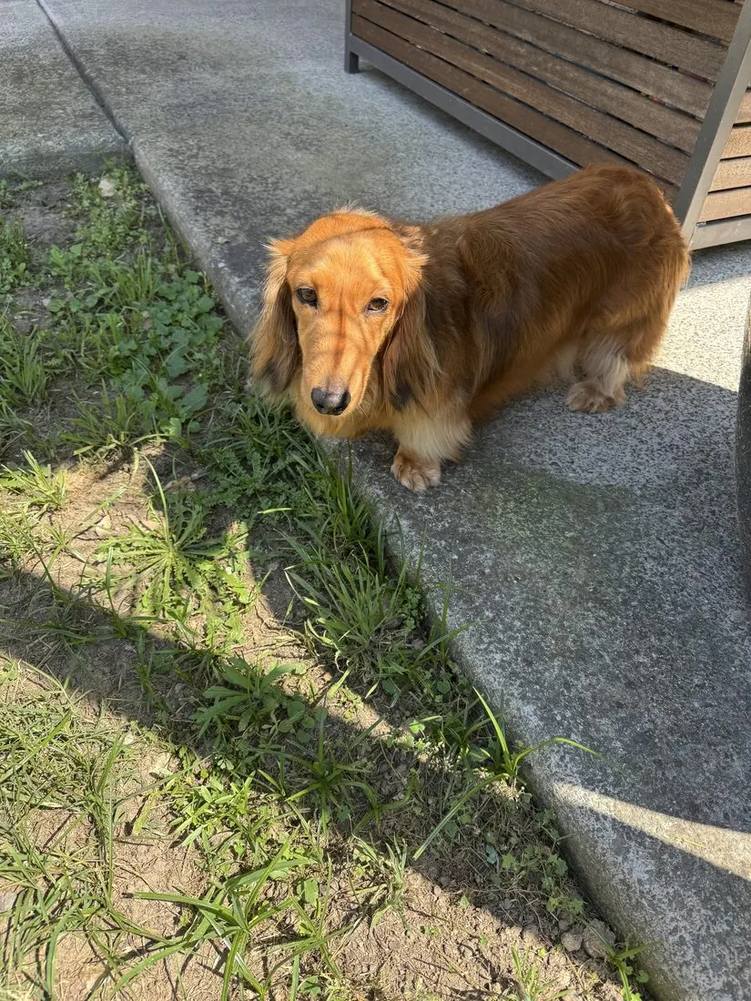 A dog out on a sunny garden path