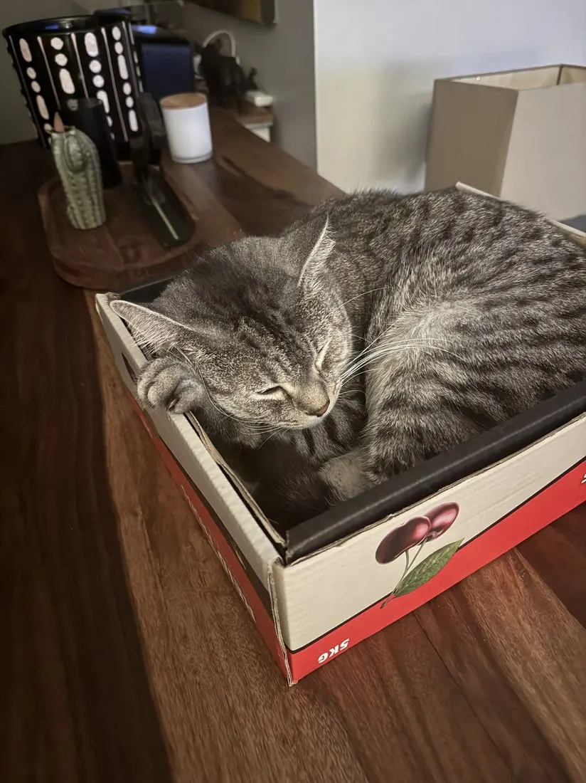 A cat tucked neatly inside a box