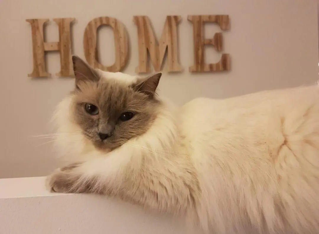 A cat relaxed at home