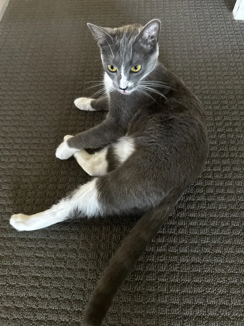 Mitten, a grey-and-white cat