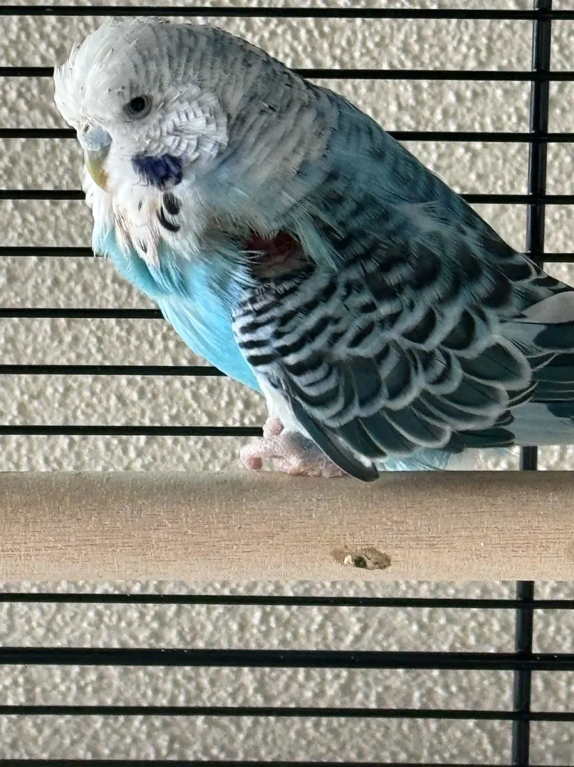 A pet budgie perched at home