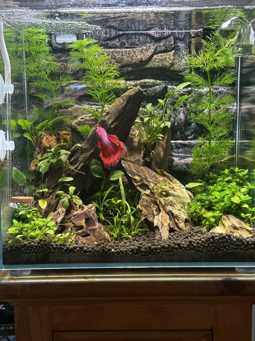 A lush planted aquarium