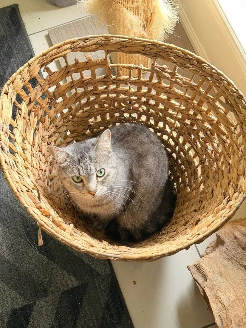Bruno the grey tabby tucked into a woven basket