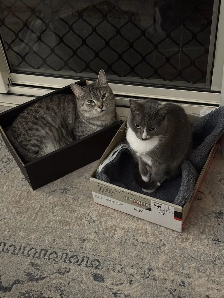 Two cats settled in their boxes
