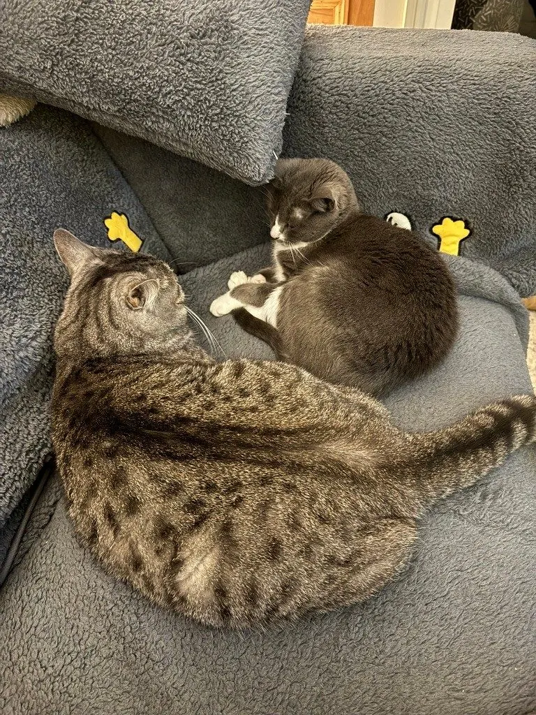 Two cats settled together at home