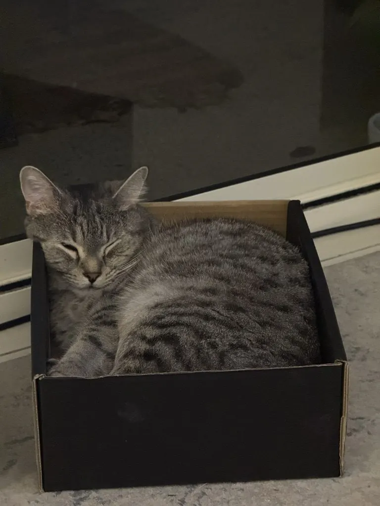 Bruno the tabby curled up inside a box