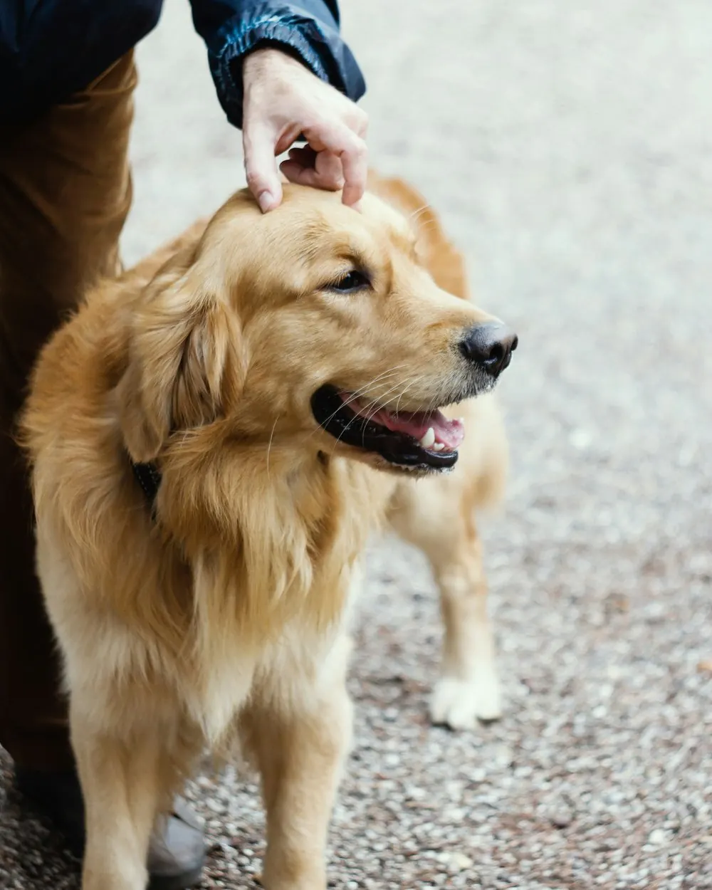 A warm moment — a gentle hand and a happy dog